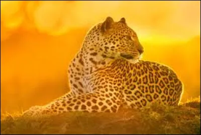 Animaux - À quelle famille de mammifères le jaguar appartient-il ?