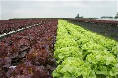 Cuisine - De quoi la batavia est-elle une variété ?