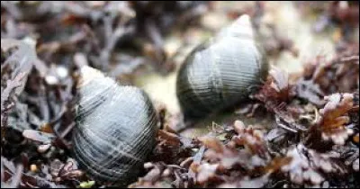 &Agrave; quelle classe de vert&eacute;br&eacute;s la grenouille appartient-elle ?
