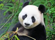 Quiz Tout savoir sur le panda !