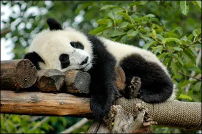Quel est le poids maximal qu'un panda géant peut atteindre ?