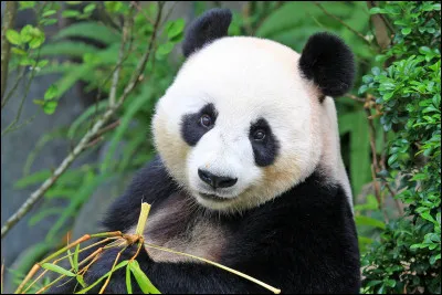 Dans quel pays les pandas géants vivent-ils exclusivement ?