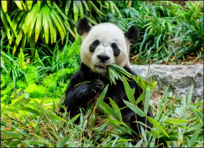 Quelle quantité de bambou un panda peut-il consommer au maximum par jour ?