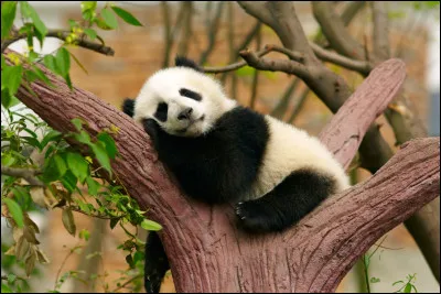 En quelle année le panda géant a-t-il été découvert officiellement ?