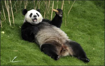 Quelle organisation a sélectionné le panda géant comme emblème ?