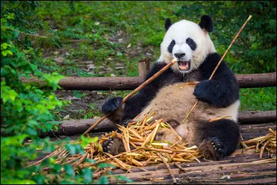 Quel est le nom scientifique en latin du panda géant ?