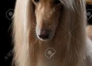 Test Quel chien es-tu ?