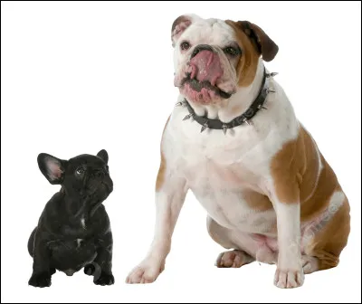 Tu préfères les chiens :