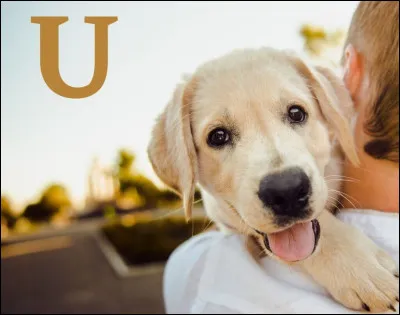 Choisis un nom pour ton chien :