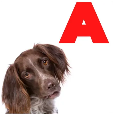 Choisis un prénom pour ton chien (2) :