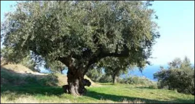 L'olivier est un arbre qui donne des olives.