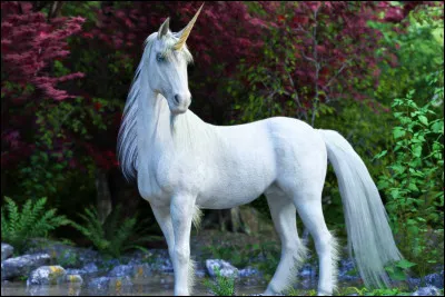 Que penses-tu de la bonne vieille licorne magique ?
