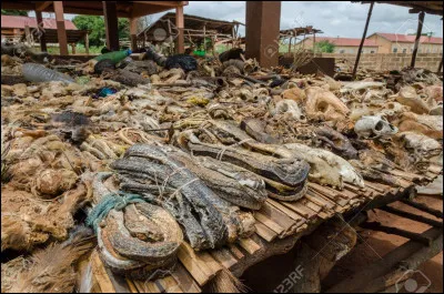 Tornado te dit que les chasseurs sont en train de tuer d'autres animaux de ta jolie forêt. Comment réagis-tu ?