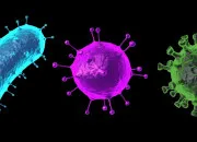 Quiz Rhumes, Rhinovirus et Rhinites