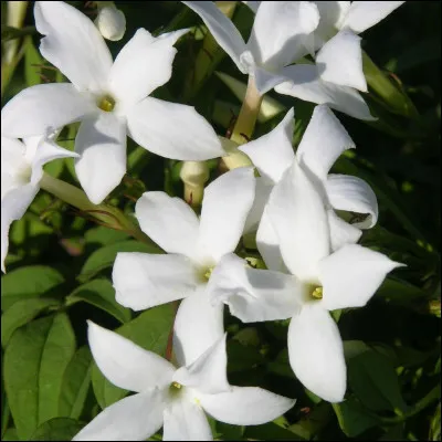 Quelle est la signification du jasmin dans le langage des fleurs ?