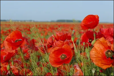 Combien de temps dure le cycle de vie du coquelicot ?