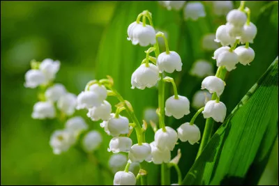À quel couturier le muguet est-il associé ?