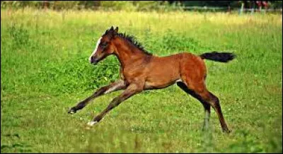 Ce jeune équidé figure sur le logo de quelle marque de chocolat ?