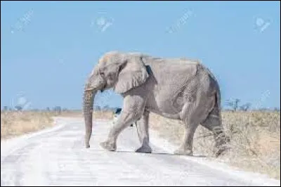 Un éléphant blanc figure sur le logo de quelle marque de chocolat ?