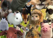 Test En quoi te rincarnerais-tu ? (Avec citations )