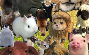 Quiz Animaux