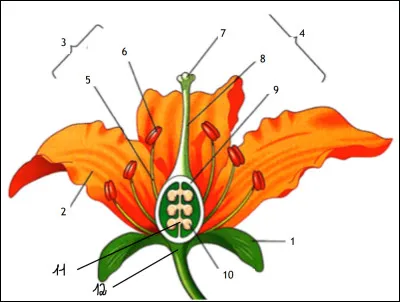 Complétez le schéma suivant.