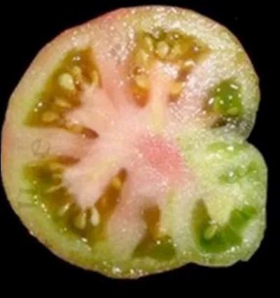 La placentation est...