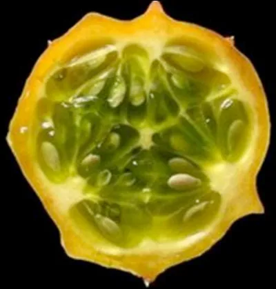 Ici, la placentation est...