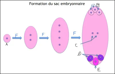 Complétez le schéma.