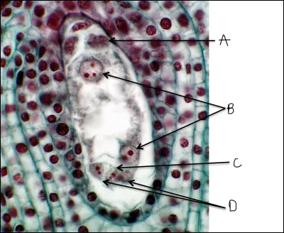 Complétez le schéma et donnez le titre au schéma.