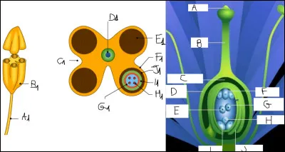 Complétez ce schéma :