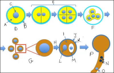 Complétez le schéma suivant.