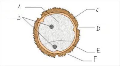 Complétez le schéma :