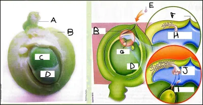 Compléter le schéma :