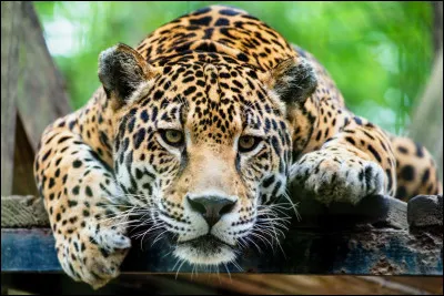 Le jaguar, quel bel animal ! Mais quel est son nom scientifique ?