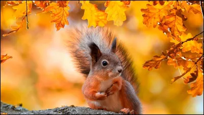 Quel est le nom scientifique de l'écureuil ?