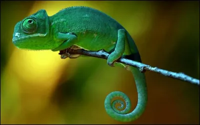 Le caméléon, ici présent, a lui aussi un nom scientifique. Pourrais-tu me dire lequel ?