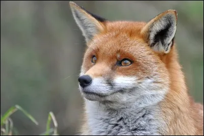 Cet animal, comme tous les autres, a un nom scientifique. Serais-tu capable de me le dire ?