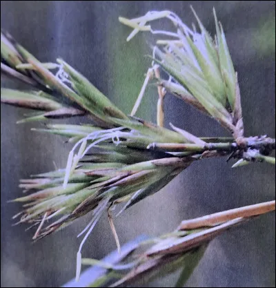 On l'appelle l'acier vert. Sa r&eacute;sistance est &eacute;tonnante et sup&eacute;rieure &agrave; bien des mat&eacute;riaux de construction.De quelle plante provient la floraison pr&eacute;sent&eacute;e par l'image ?