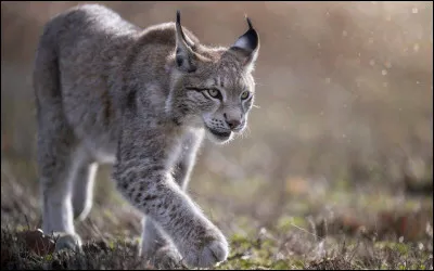 Quel est ton animal préféré ?