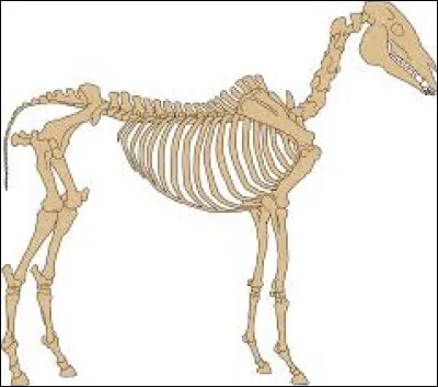 Combien le cheval a-t-il de vertèbres lombaires ?
