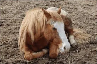 Une bavette désigne :