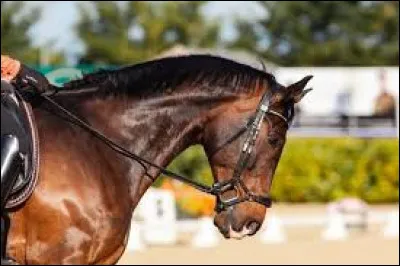 Un cheval est sur la main quand...