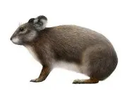 Quiz Des animaux disparus