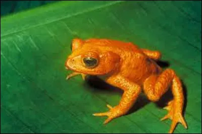 Dans quel pays vivait le crapaud doré, dit aussi crapaud de Monteverde, dont la disparition en 1989 est attribuée en partie au réchauffement climatique ?