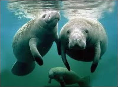 À quel ordre de mammifères, représenté aujourd'hui par les lamantins et les dugongs, la rhytine appartient-elle ?