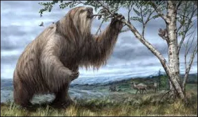 Le troisième président des États-Unis a introduit l'expression paresseux géant pour nommer un animal disparu, qui est-il ?