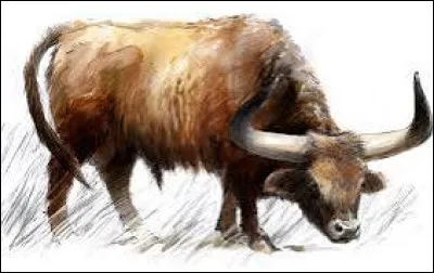 Par rapport aux bovidés domestiques actuels dont il est l'ancêtre, de quelle taille était l'aurochs ?