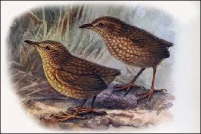 Quelle particularité rarissime parmi les passereaux présentait le xénique de Stephens, animal disparu aussitôt après sa découverte en 1894 ?