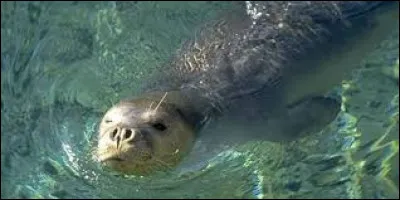 Quel religieux donne son nom à plusieurs espèces de phoques, disparues ou en grand danger d'extinction ?